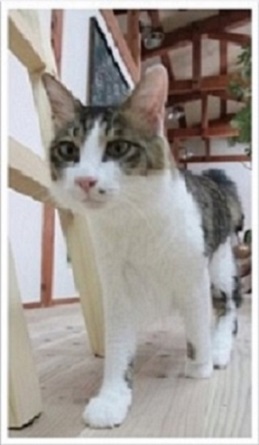 福井県勝山市にある猫カフェ cat village(キャットヴィレッヂ)の猫スタッフ　渥美くん
