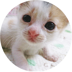 福井県勝山市にある猫カフェ cat village(キャットヴィレッヂ)の里親募集イメージ2