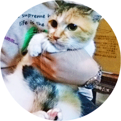 福井県勝山市にある猫カフェ cat village(キャットヴィレッヂ)の里親募集イメージ3