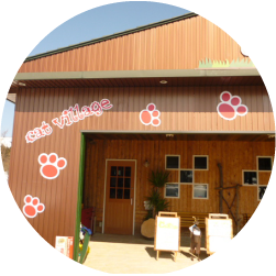福井県勝山市にある猫カフェ cat village(キャットヴィレッヂ)のイメージ1