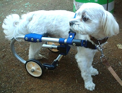 犬用車椅子製造販売 『石田機械』