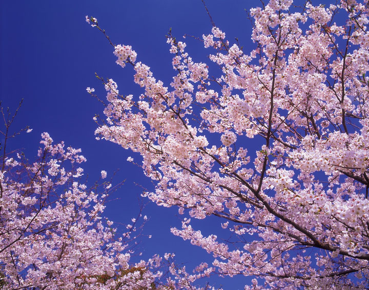 桜の花が満開です。