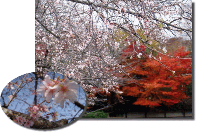 二季咲き桜とモミジ