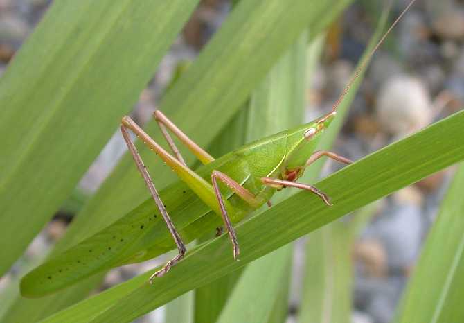 クルビコルニスヒナカブト Aegopsis Curvicornis 在庫僅少 - www