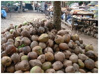 Coconuts farm